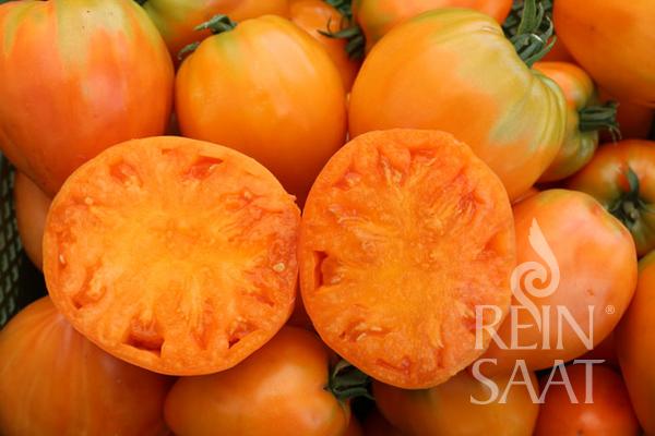 Ein Stapel orangefarbener ReinSaat | Tomate 'Ochsenherz Orange' (Reinsaat) Tomaten, von denen eine halbiert wurde, um ihr saftiges, mit Samen gefülltes Inneres zu enthüllen. In der unteren rechten Ecke ist das REIN SAAT-Logo zu sehen. Es handelt sich um offen befruchtete Tomaten.