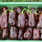 Eine grüne Kiste mit Paprika von Reinsaat | Paprika 'Sweet Chocolate' steht im Gras. Die glänzenden, dunkelbraunen Paprikaschoten mit grünen Stielen sind ordentlich angeordnet. Die Kiste zeigt das Reinsaat-Logo und den Text samenfest in der Ecke.