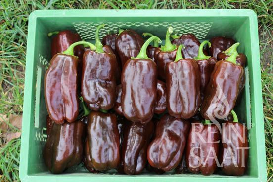 Eine grüne Kiste mit Paprika von Reinsaat | Paprika 'Sweet Chocolate' steht im Gras. Die glänzenden, dunkelbraunen Paprikaschoten mit grünen Stielen sind ordentlich angeordnet. Die Kiste zeigt das Reinsaat-Logo und den Text samenfest in der Ecke.