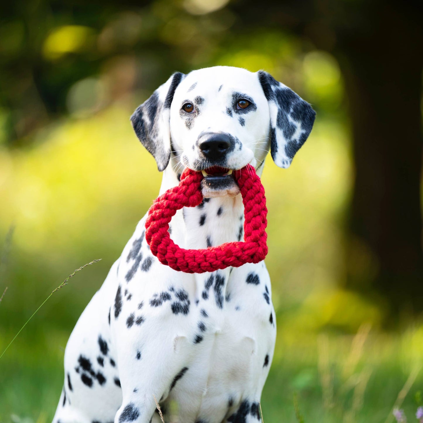 Ein Dalmatiner sitzt im Freien im Gras mit einem roten, herzförmigen LABONI | Hundespielzeug Hertha Heart im Maul. Der Hintergrund ist unscharf mit grünem Laub und Sonnenlicht.