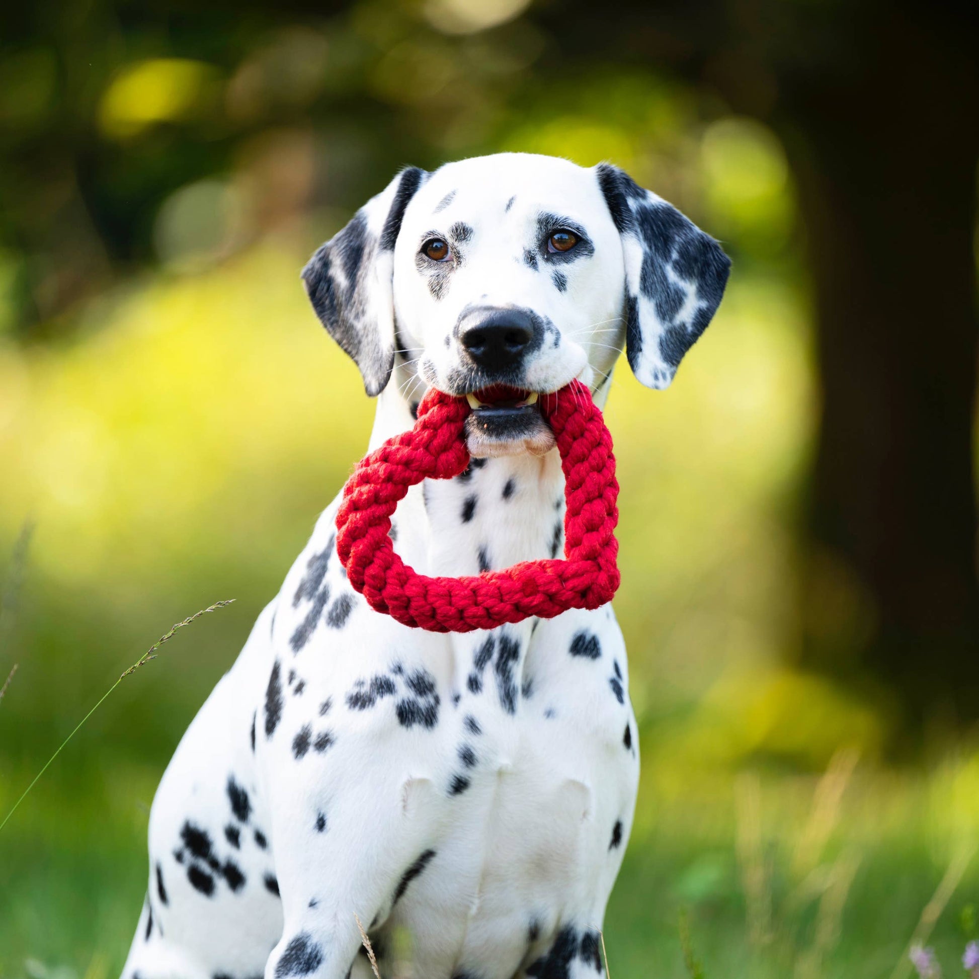 Ein Dalmatiner sitzt im Freien im Gras mit einem roten, herzförmigen LABONI | Hundespielzeug Hertha Heart im Maul. Der Hintergrund ist unscharf mit grünem Laub und Sonnenlicht.