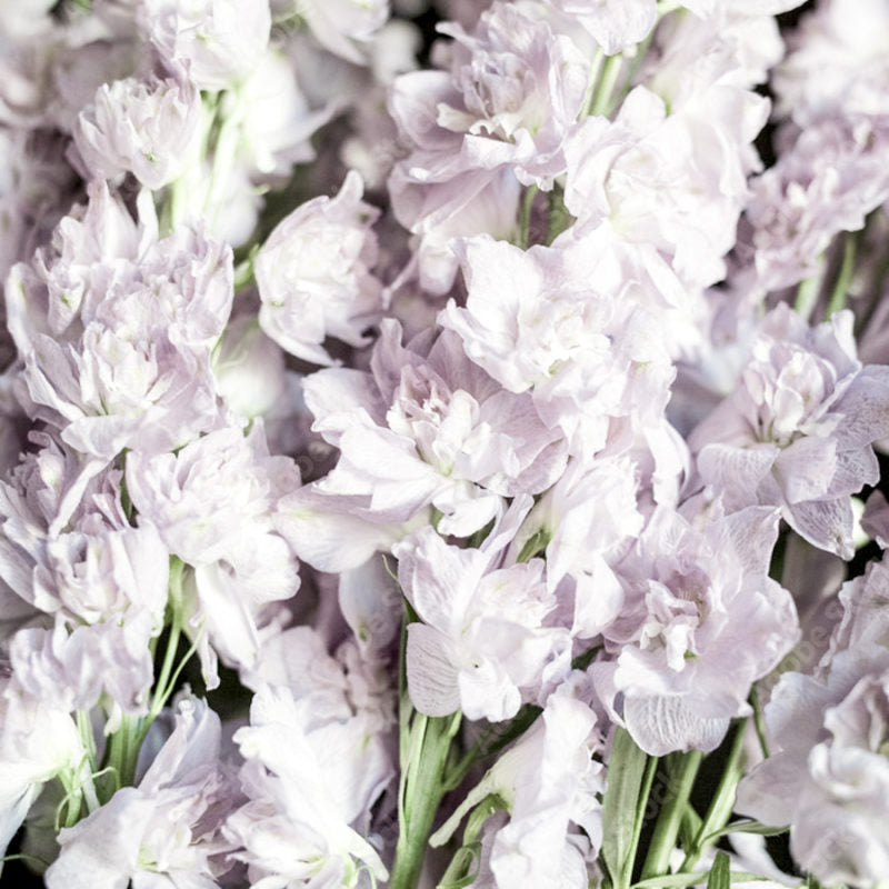 Eine Nahaufnahme von Jora Dahl | Delphinium consolida 'Fancy Smokey Eyes' (Rittersporn) zeigt zarte, blasslavendelfarbene, gekräuselte Blütenblätter und grüne Stiele - ideal als Schnittblumen oder für einjährige Blumen.