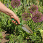 Eine Person hält eine Chop Chop Bloom | Hochwertige grüne Schaufel 'Dragon Tree' in einem sonnigen Gartenbeet in der Nähe von hohen, lila blühenden Allium-Blüten und grünem Laub.