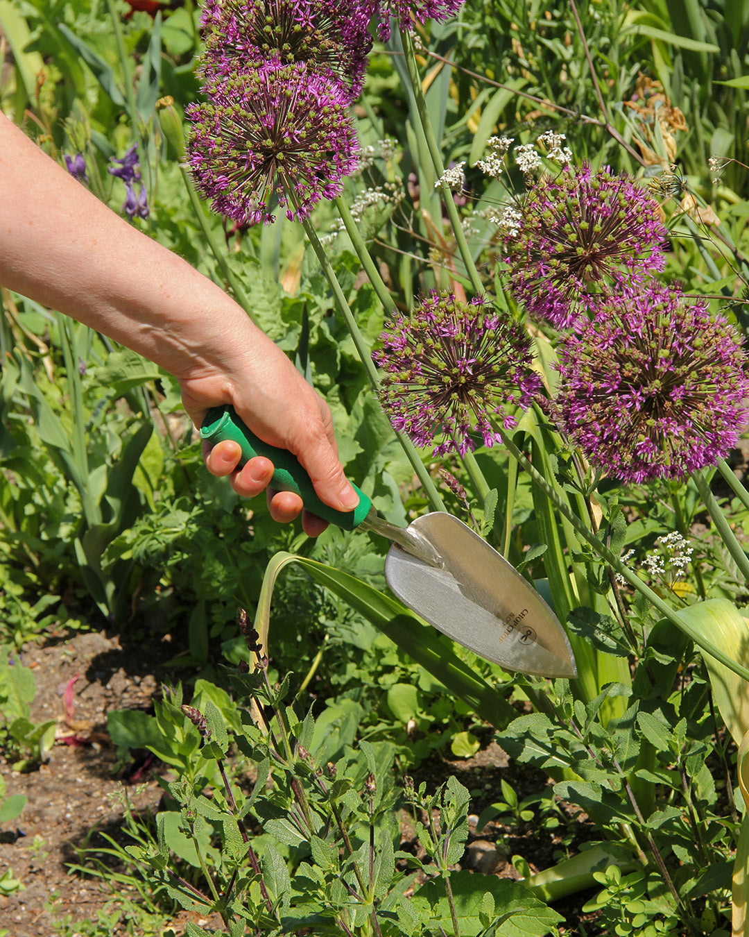 Eine Person hält eine Chop Chop Bloom | Hochwertige grüne Schaufel 'Dragon Tree' in einem sonnigen Gartenbeet in der Nähe von hohen, lila blühenden Allium-Blüten und grünem Laub.