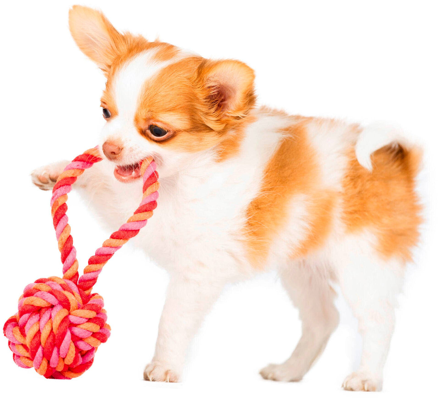 Ein kleiner braun-weißer Welpe steht auf drei Beinen und hält einen rosa-orangefarbenen LABONI | Hundespielzeug mini Schleuderball im Maul, der verspielt und energiegeladen aussieht - ideal für die Zahnpflege für Hunde.
