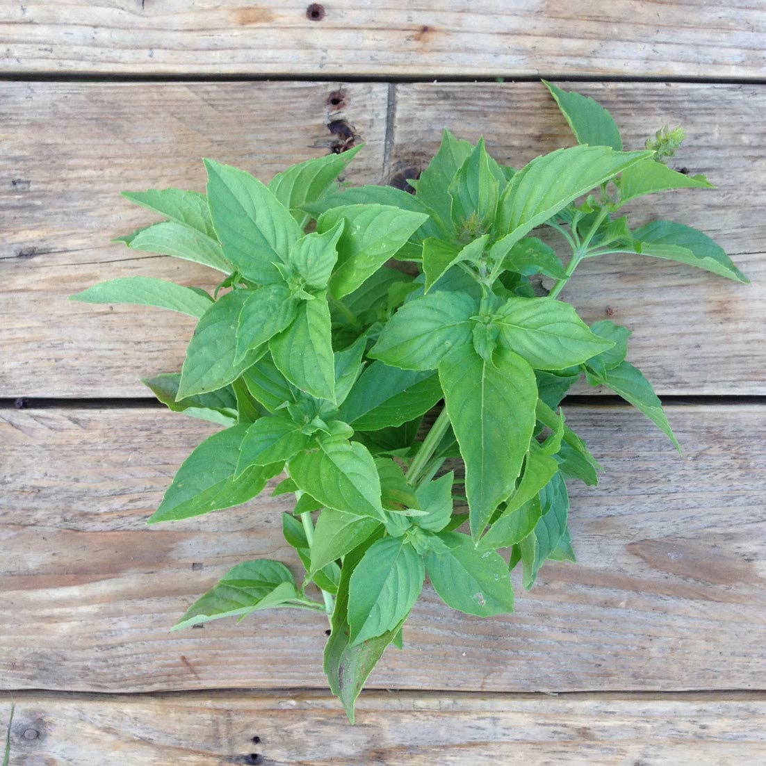 Frische grüne Basilikum Mrs. Burns Zitrone Blätter von Piccolo Seeds, eine aromatische Zitronenbasilikum Sorte, ausgestellt auf einer rustikalen Holzfläche.