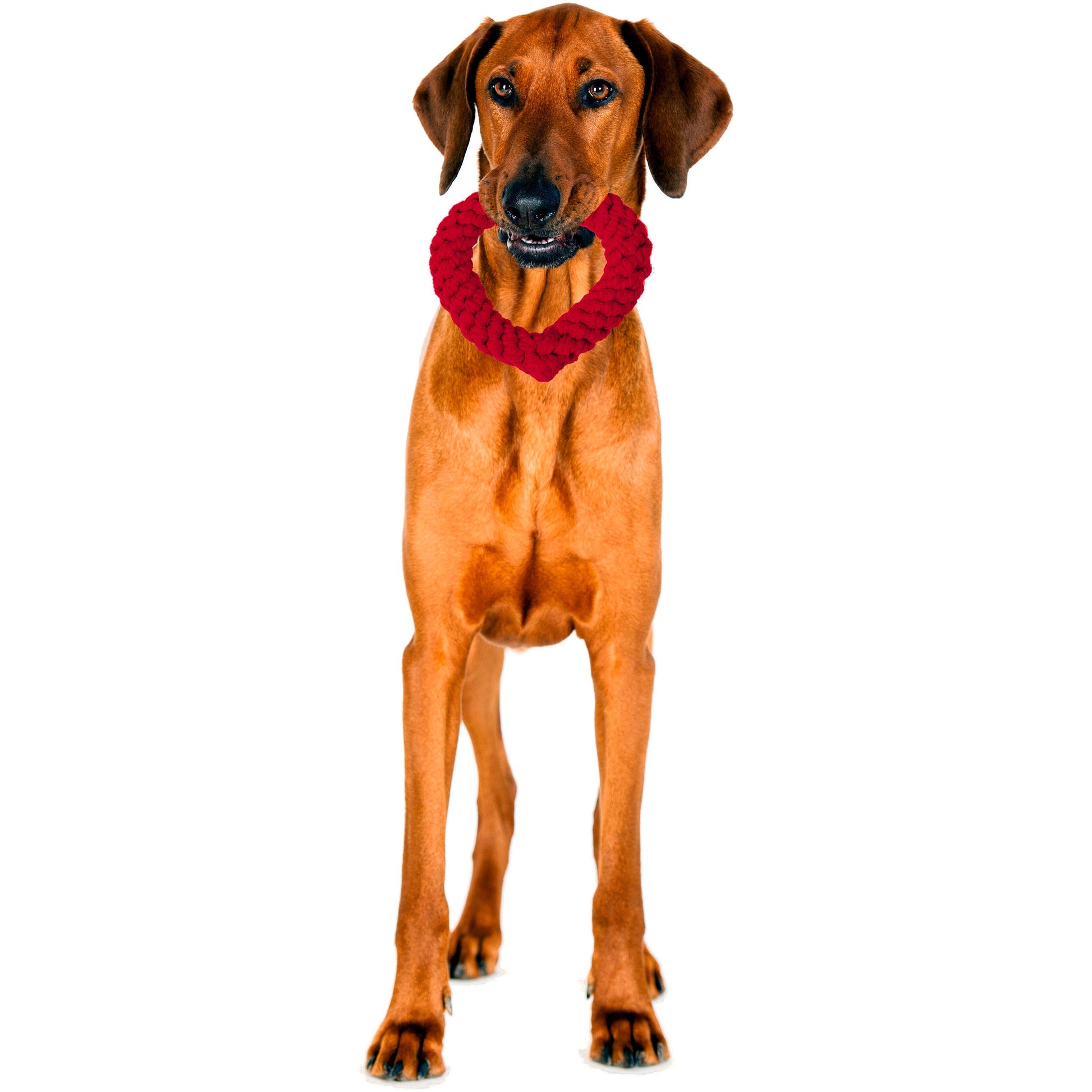 Ein brauner Hund blickt vor einem weißen Hintergrund nach vorne und hält das LABONI Hundespielzeug Hertha Heart - ein rotes, herzförmiges Baumwollspielzeug, das sich ideal für die Zahnpflege und stundenlanges Spielen eignet - im Maul.
