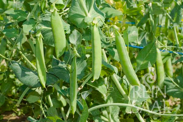 Grüne Erbsenschoten der Reinsaat | Markerbse 'Wunder von Kelvedon' hängen an einer Blattpflanze im Garten, wobei mehrere Schoten zwischen den Ranken und Ranken sichtbar sind.