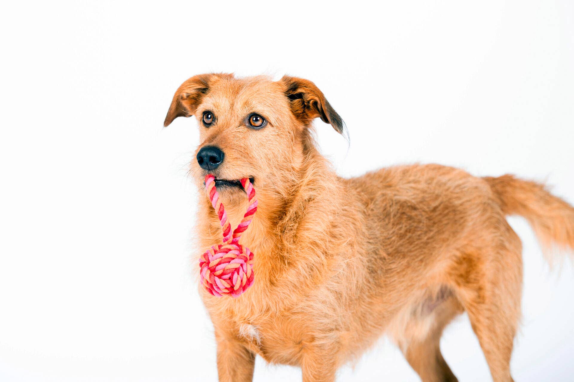Ein hellbrauner, ungepflegter Hund steht vor einem weißen Hintergrund, hält einen LABONI | Hundespielzeug mini Schleuderball im Maul - ideal für die Zahnpflege von Hunden - und sieht dabei wachsam und verspielt aus.