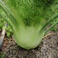 Ein gesunder Fenchel 'Fino' (Foeniculum vulgare) von Reinsaat mit weißer Zwiebel und sattgrünen Wedeln wächst im Gartenboden und zeigt seine frühe Anbaueignung. In der unteren rechten Ecke ist das Logo von Reinsaat zu sehen.