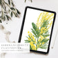 Der Wildblumen Atelier Wandkalender 2026 zeigt handgezeichnete Blumen-Mimosen mit gelben Blüten, grünen Blättern, Olivenzweigen und einem Hinweis auf FSC-zertifiziertes Naturpapier aus dem Atelier in Münster.