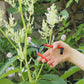 Eine Hand schneidet mit der Niwaki | 'Forged Snips' Blumenschere von Niwaki einen Stiel von einer hohen grünen Pflanze mit kleinen weißen Blüten ab, während im Hintergrund rosa Rosen und üppiges grünes Laub zu sehen sind.