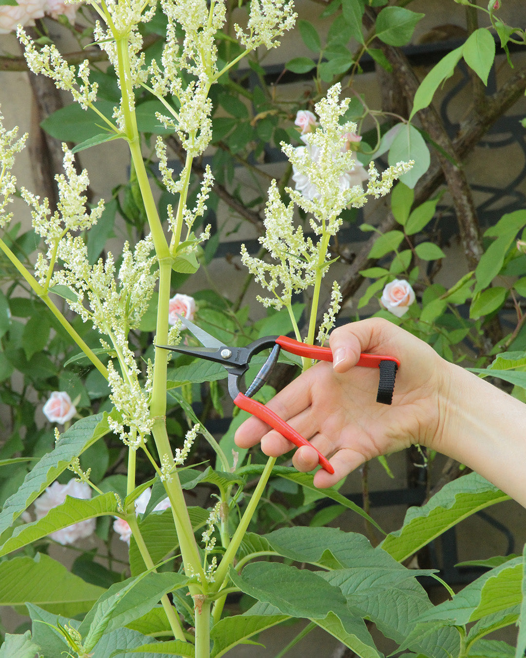 Eine Hand schneidet mit der Niwaki | 'Forged Snips' Blumenschere von Niwaki einen Stiel von einer hohen grünen Pflanze mit kleinen weißen Blüten ab, während im Hintergrund rosa Rosen und üppiges grünes Laub zu sehen sind.
