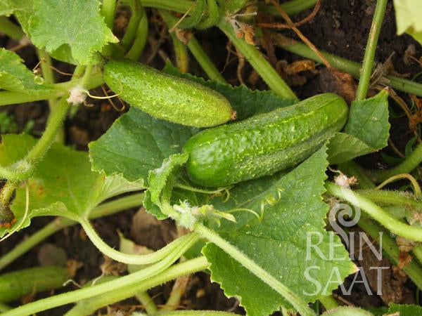 Zwei kleine Reinsaat | Einlegegurke 'Vorgebirgstrauben' von Reinsaat wachsen an einer Ranke zwischen großen, strukturierten Blättern in einem Garten. Im Hintergrund ist die Erde zu sehen, in der Ecke das Wasserzeichen von Rhein Saat.