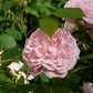 Eine zartrosa Rose blüht zwischen grünen Blättern und Knospen, in Sonnenlicht getaucht, und verstärkt den Duft in der Königlichen Gartenakademie "Mi. 24.06.2026 | 17.00-18.00 ABENDLICHTFÜHRUNG Duft im sommerlichen Garten.