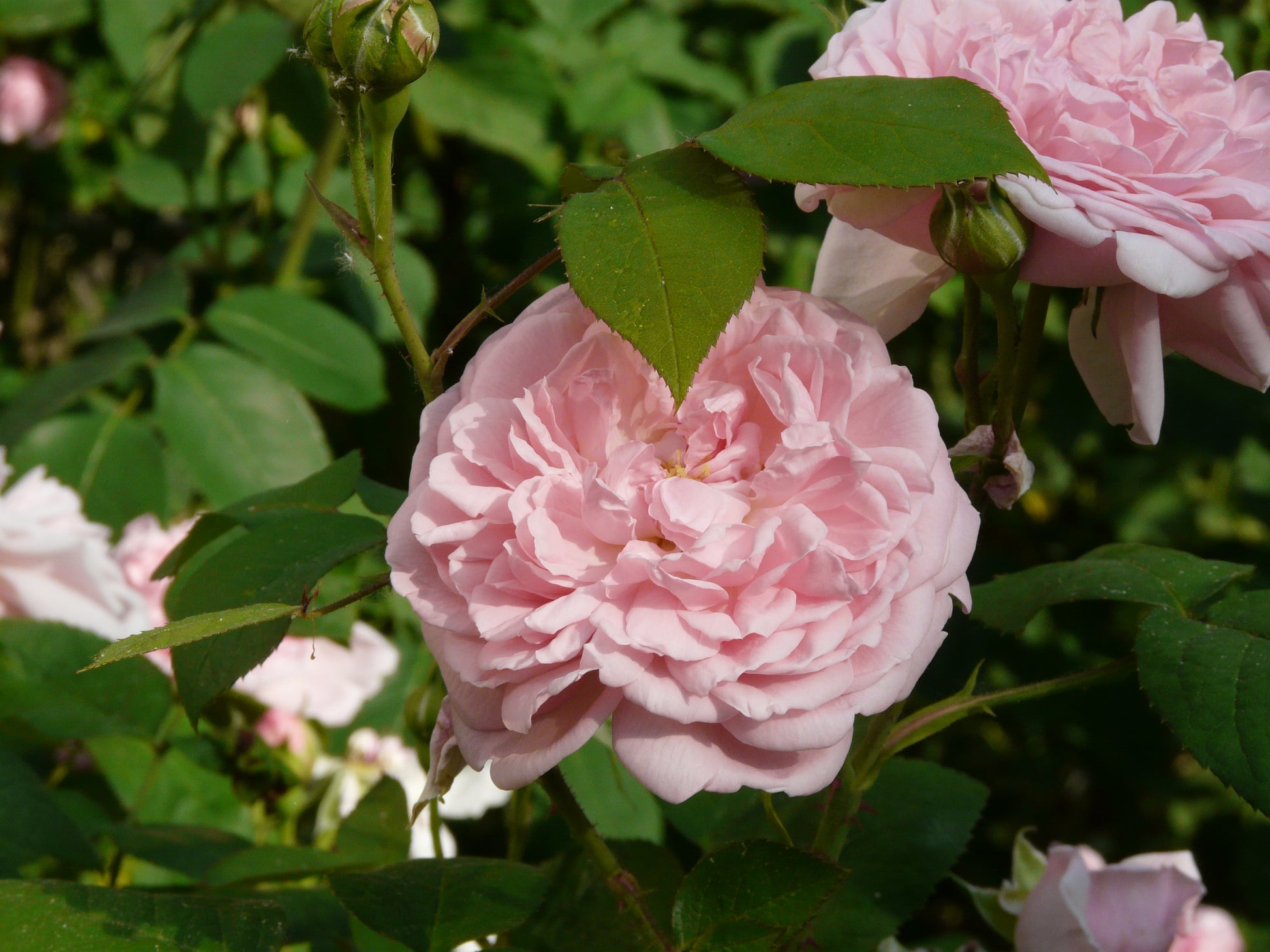 Eine zartrosa Rose blüht zwischen grünen Blättern und Knospen, in Sonnenlicht getaucht, und verstärkt den Duft in der Königlichen Gartenakademie "Mi. 24.06.2026 | 17.00-18.00 ABENDLICHTFÜHRUNG Duft im sommerlichen Garten.