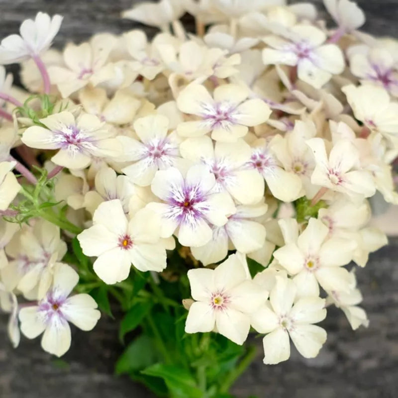 Ein Büschel von Jora Dahl | Phlox drummondii 'Crème Brûlée' (Sommerphlox) Blüten, jede blass cremefarben mit fünf Blütenblättern und violetter Mitte, hebt sich von einem verschwommenen Holzhintergrund mit einigen grünen Blättern darunter ab.