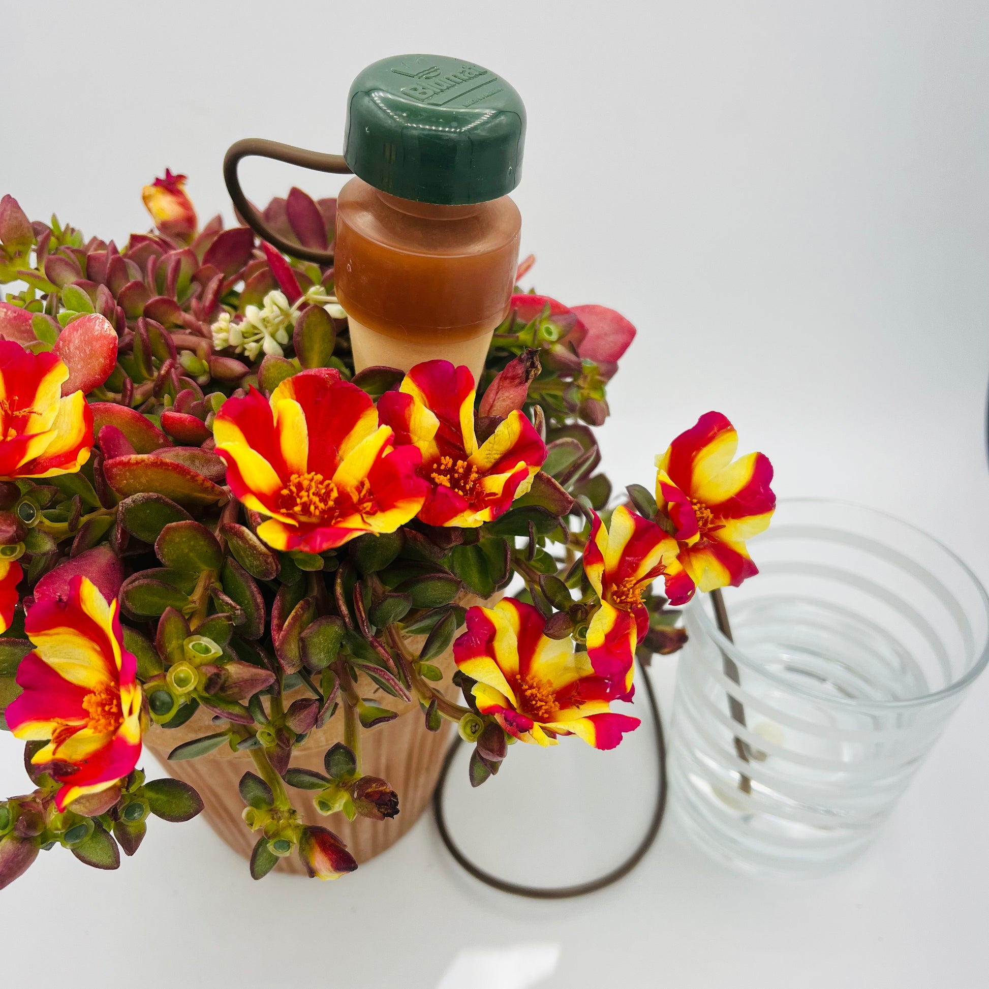 Ein Blumat Classic XL - 2 Stück von Blumat steht in einem Topf mit leuchtend roten und gelben Blumen neben einem leeren, klaren Glas, alles auf weißem Hintergrund.