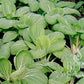 Reinsaat | Pak Choi 'White Celery Mustard' von Reinsaat zeichnet sich durch gesunde grüne Pflanzen mit breiten Blättern und weißen Stängeln aus, die in dunkler Erde gut gedeihen.