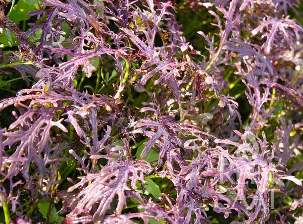 Nahaufnahme der leuchtend purpurroten Reinsaat | Asiagemüse 'Rouge metis' mit filigranen, verzweigten Wedeln und dichtem Wuchs neben grünen Blättern - erinnert an Blattsenf (Brassica juncea) und sein subtiles Senfaroma.
