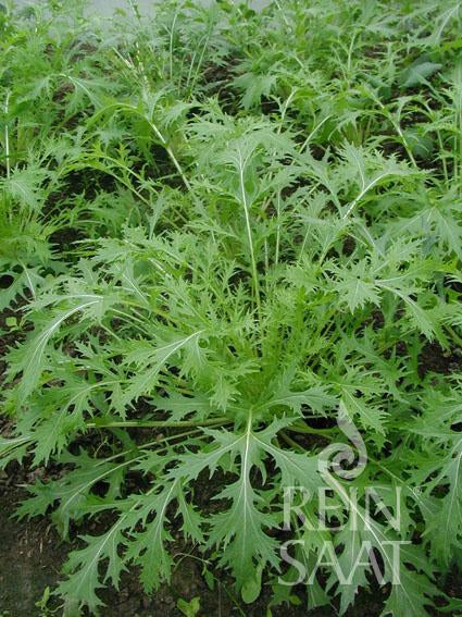 Reinsaat | Asiagemüse 'Mizuna' Pflanzen (Brassica rapa japonica) mit hellgrünen, gefiederten, tief gezackten Blättern wachsen dicht im Boden. Das REN SAAT-Logo erscheint in der rechten unteren Ecke. Marke: Reinsaat.