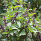 Eine üppige ReinSaat | Thai-Basilikum Pflanze von Reinsaat wächst im Freien. Ihre leuchtend grünen Blätter und violetten Stängel verleihen der Luft eine aromatische Würze. Kleine lilafarbene Blütenähren zieren das Laub, in der rechten unteren Ecke ist das ReinSaat-Logo zu sehen.