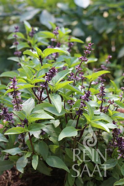Eine üppige ReinSaat | Thai-Basilikum Pflanze von Reinsaat wächst im Freien. Ihre leuchtend grünen Blätter und violetten Stängel verleihen der Luft eine aromatische Würze. Kleine lilafarbene Blütenähren zieren das Laub, in der rechten unteren Ecke ist das ReinSaat-Logo zu sehen.