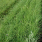 Reihen von üppig grünem Schnittlauch (ReinSaat | Schnittlauch Medium leaf) von Reinsaat wachsen auf einem Feld und zeigen dichte, gesunde, grasartige Blätter. Das REIN SAAT-Logo erscheint in der unteren rechten Ecke des Bildes.