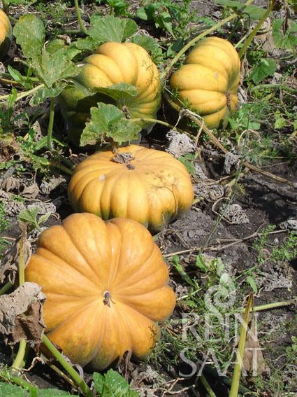 Vier große, gerippte, orangefarbene 'Muscade de Provence'-Kürbisse (ReinSaat | Kürbis, Marke Reinsaat) wachsen an grünen Ranken in einem Gartenbeet, umgeben von dekorativen Früchten, Blättern und Erde.