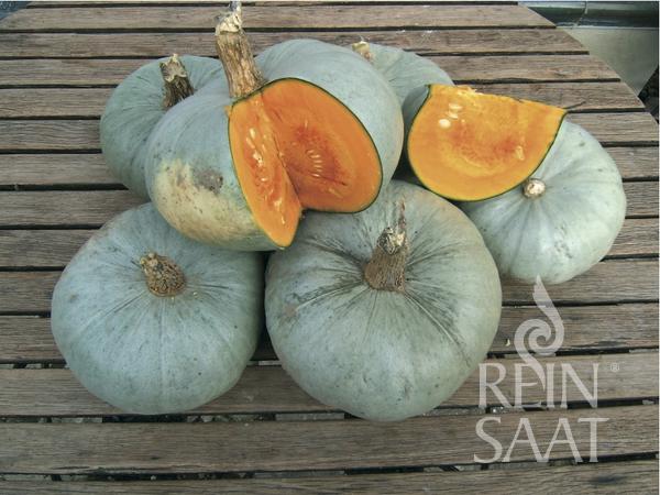 Sechs grünlich-graue Kürbisse der Sorte Reinsaat | Kürbis 'Bleu de Hongrie' mit rauen Stielen liegen auf einer Holzunterlage, zwei zeigen leuchtend orangefarbenes Fruchtfleisch. Diese Sorte ist gut lagerfähig. In der rechten unteren Ecke ist das Reinsaat-Logo zu sehen.