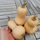 Drei hellbraune Mini Butternut-Kürbisse (ReinSaat | Kürbis 'Mini Butternut') von Reinsaat liegen auf einem Holztisch, eine Hand hält einen davon. In der rechten unteren Ecke ist das REIN SAAT-Logo zu sehen.