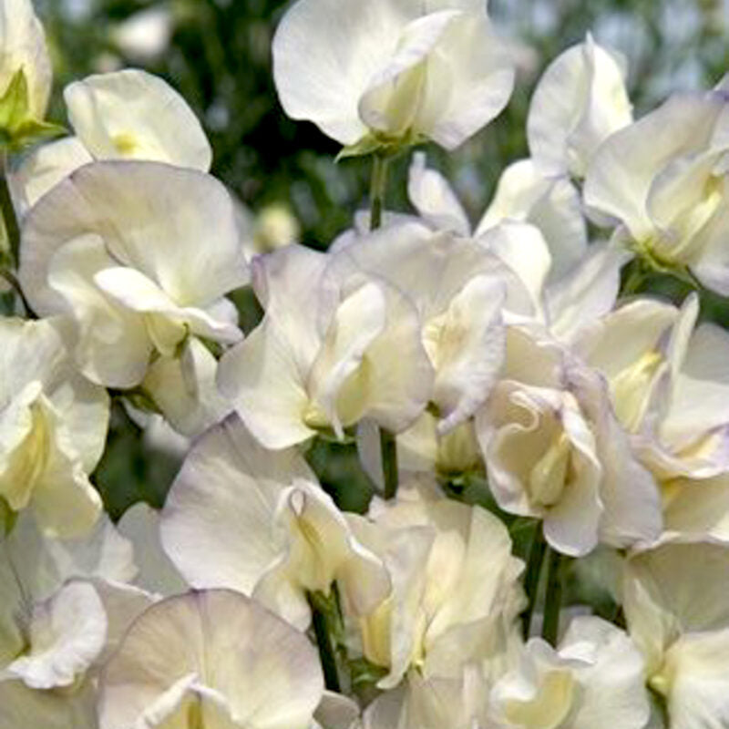 Ein Büschel cremefarbener und weißer Jora Dahl | Lathyrus odoratus 'Spencer Old Times' (Duftwicke), eine einjährige Pflanze mit gekräuselten Blütenblättern und hellgrünen Stängeln, klettert auf einer Stütze vor einer weichen Kulisse im Freien.