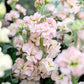 Eine Nahaufnahme der doppelblütigen Stockblüten von Jora Dahl | Matthiola Incana 'Iron Apricot' (Levkoje) zeigt zarte, apricotfarbene, gekräuselte Blütenblätter, die auf hohen grünen Stielen sitzen, mit verschwommenen Blüten und Laub im Hintergrund.