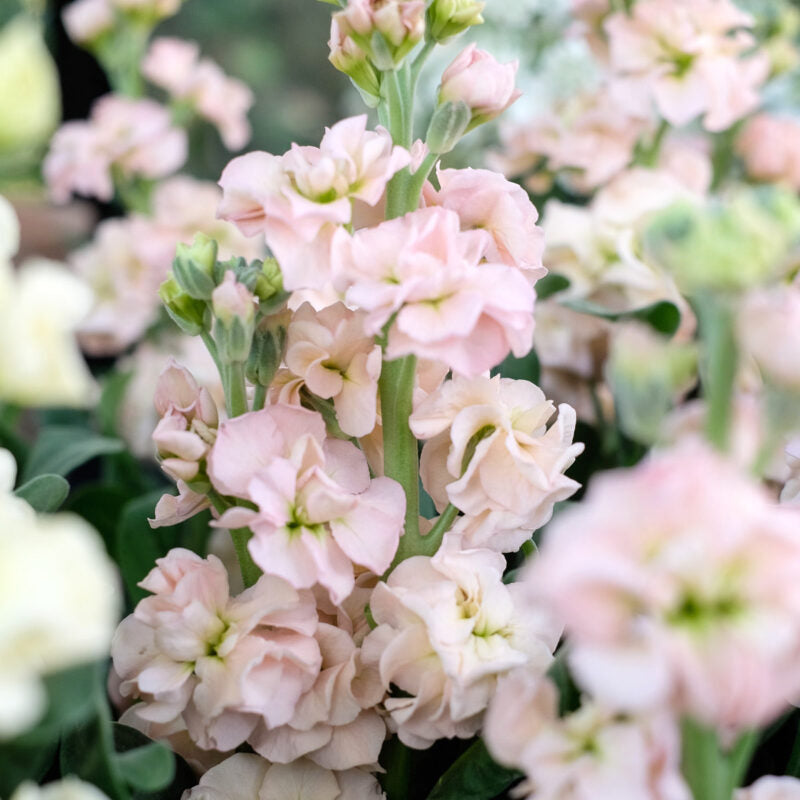 Eine Nahaufnahme der doppelblütigen Stockblüten von Jora Dahl | Matthiola Incana 'Iron Apricot' (Levkoje) zeigt zarte, apricotfarbene, gekräuselte Blütenblätter, die auf hohen grünen Stielen sitzen, mit verschwommenen Blüten und Laub im Hintergrund.
