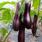 Mehrere lange, dunkelviolette Melanzani 'Violetta lunga 3' von Reinsaat hängen an einer üppig grünen Pflanze mit breiten Blättern und etwas vertrocknetem Laub. Ein dezentes Wasserzeichen von Reinsaat ist sichtbar. Perfekt für mediterrane Gerichte.