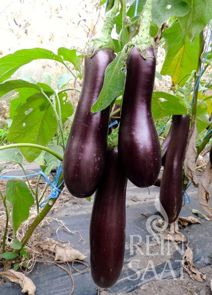 Mehrere lange, dunkelviolette Melanzani 'Violetta lunga 3' von Reinsaat hängen an einer üppig grünen Pflanze mit breiten Blättern und etwas vertrocknetem Laub. Ein dezentes Wasserzeichen von Reinsaat ist sichtbar. Perfekt für mediterrane Gerichte.