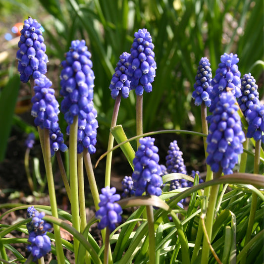 In einem sonnendurchfluteten Garten blühen Büschel leuchtend blauer Muscari armeniacum (Armenische Traubenhyazinthe) von Weijers an grünen Stielen inmitten üppiger Blätter.