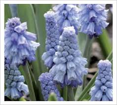 Die hellvioletten Blütenbüschel der „Muscari azureum Himmelblaue Traubenhyazinthe“ von Weijers tragen kleine, glockenförmige Blüten an grünen Stielen, die sich wunderschön vor einem verschwommenen Naturhintergrund abheben.