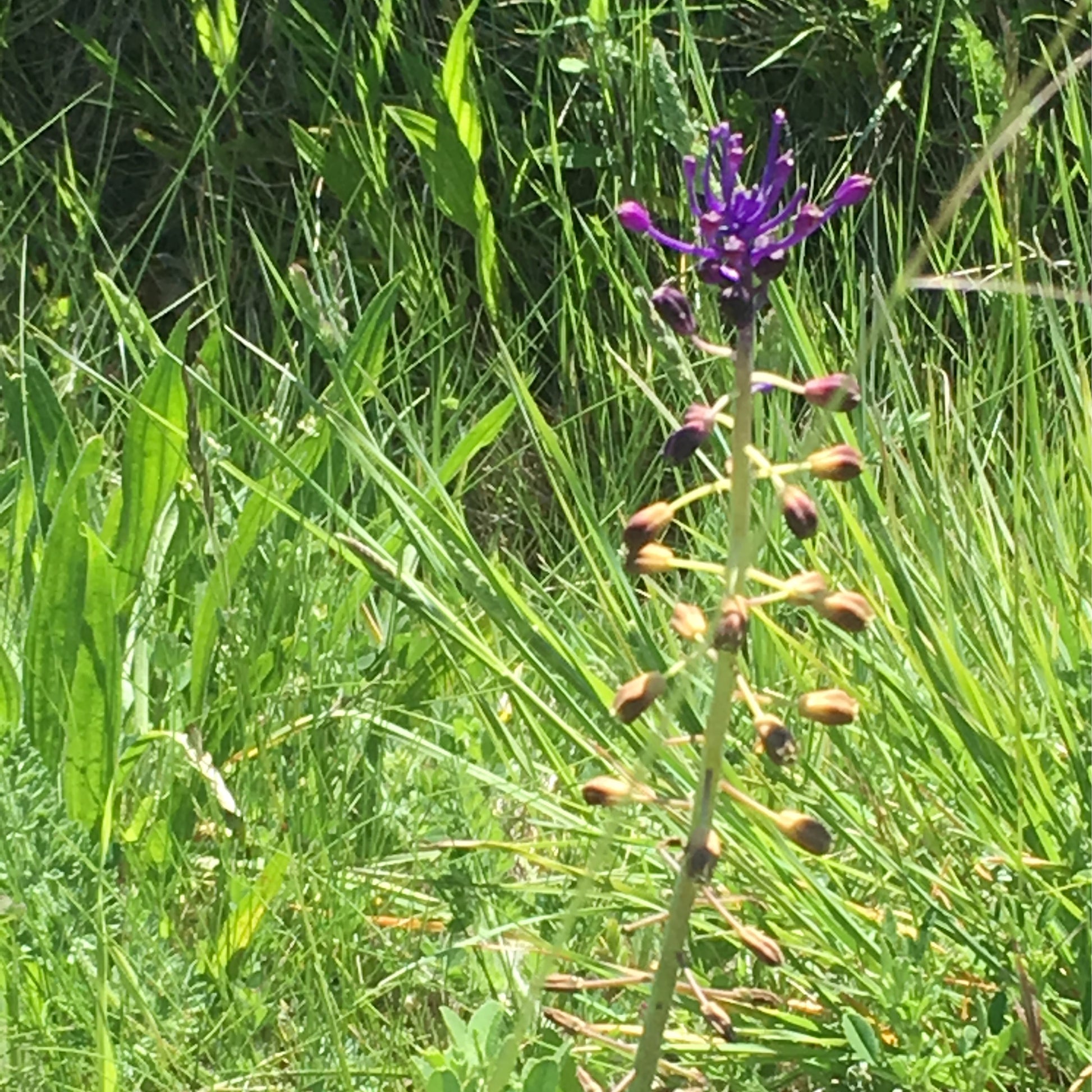 Eine hohe, schlanke Weijers-Muscari comosum (Schopfige Traubenhyazinthe) mit einer Traube kleiner violetter Blüten und noch ungeöffneter Knospen entlang des Stiels, eingebettet zwischen grünen Gräsern und Wiesenpflanzen im Sonnenlicht.