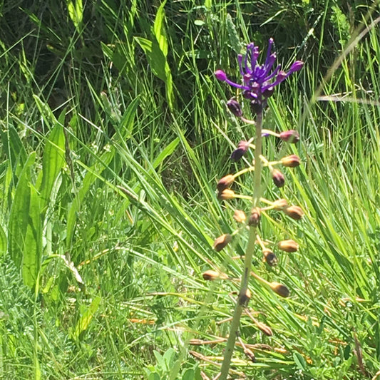Eine einzelne Muscari 'Muscari comosum' Schopfige Traubenhyazinthe von Weijers steht im hellen Sonnenlicht und zeigt ein Bündel leuchtend violetter Blüten über langem grünen Gras und Laub.