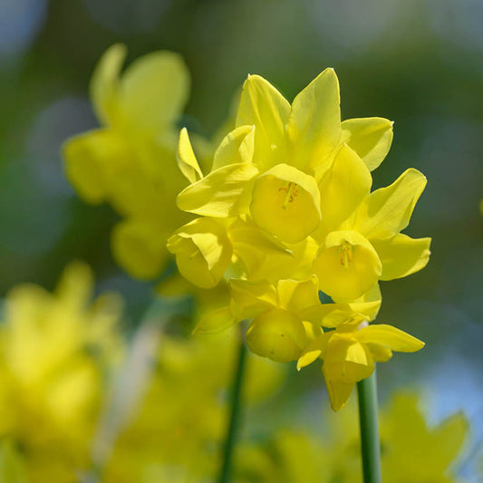 Nahaufnahme der leuchtend gelben Blüten der Engelstränen-Narzisse „Sunlight Sensation“ von Weijers in voller Blüte, im Hintergrund verschwommenes, sonnenbeschienenes Laub in Grün- und Gelbtönen.