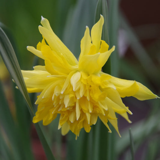 Eine Nahaufnahme der leuchtend gelben, gefüllten Narzisse „Rip van Winkle“ (Narcissus poeticus) von Weijers in voller Blüte, mit grünen Blättern und unscharfem Hintergrund, die ihre leuchtend gelbe Blüte während der Blütezeit im April zur Geltung bringt.