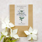 Ein braunes Jora Dahl-Paket mit der Aufschrift "Nicotiana alata 'Grandiflora' (Ziertabak)" und einer weißen Blütenabbildung steht auf einer hellen Fläche neben frischen weißen Blüten mit grünen Stielen und Knospen.