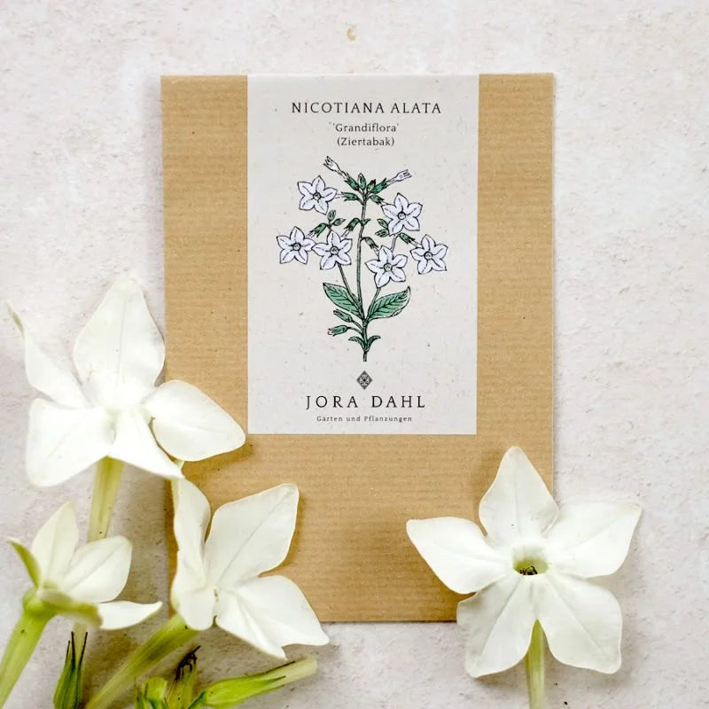 Ein braunes Jora Dahl-Paket mit der Aufschrift "Nicotiana alata 'Grandiflora' (Ziertabak)" und einer weißen Blütenabbildung steht auf einer hellen Fläche neben frischen weißen Blüten mit grünen Stielen und Knospen.