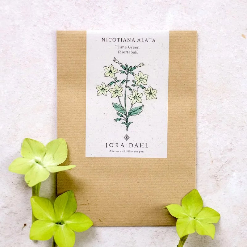 Eine braune Jora Dahl-Samentüte mit der Aufschrift "Nicotiana alata 'Lime Green' (Ziertabak)" und grünen Blüten sitzt neben drei frischen hellgrünen Nicotiana Lime Green-Blüten auf einer hellen, strukturierten Oberfläche.