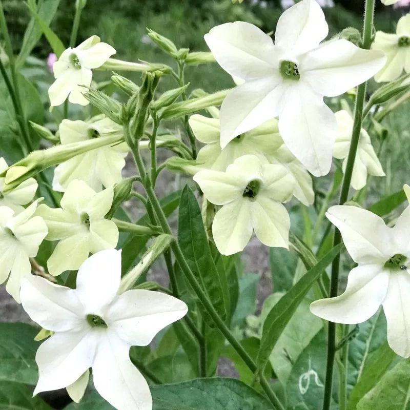 Büschel blassgelber, sternförmiger Blüten mit spitzen Blütenblättern, die zwischen grünen Blättern blühen - Jora Dahl | Nicotiana alata 'Grandiflora' (Ziertabak) von Jora Dahl - bewundert für ihre zarte Schönheit.