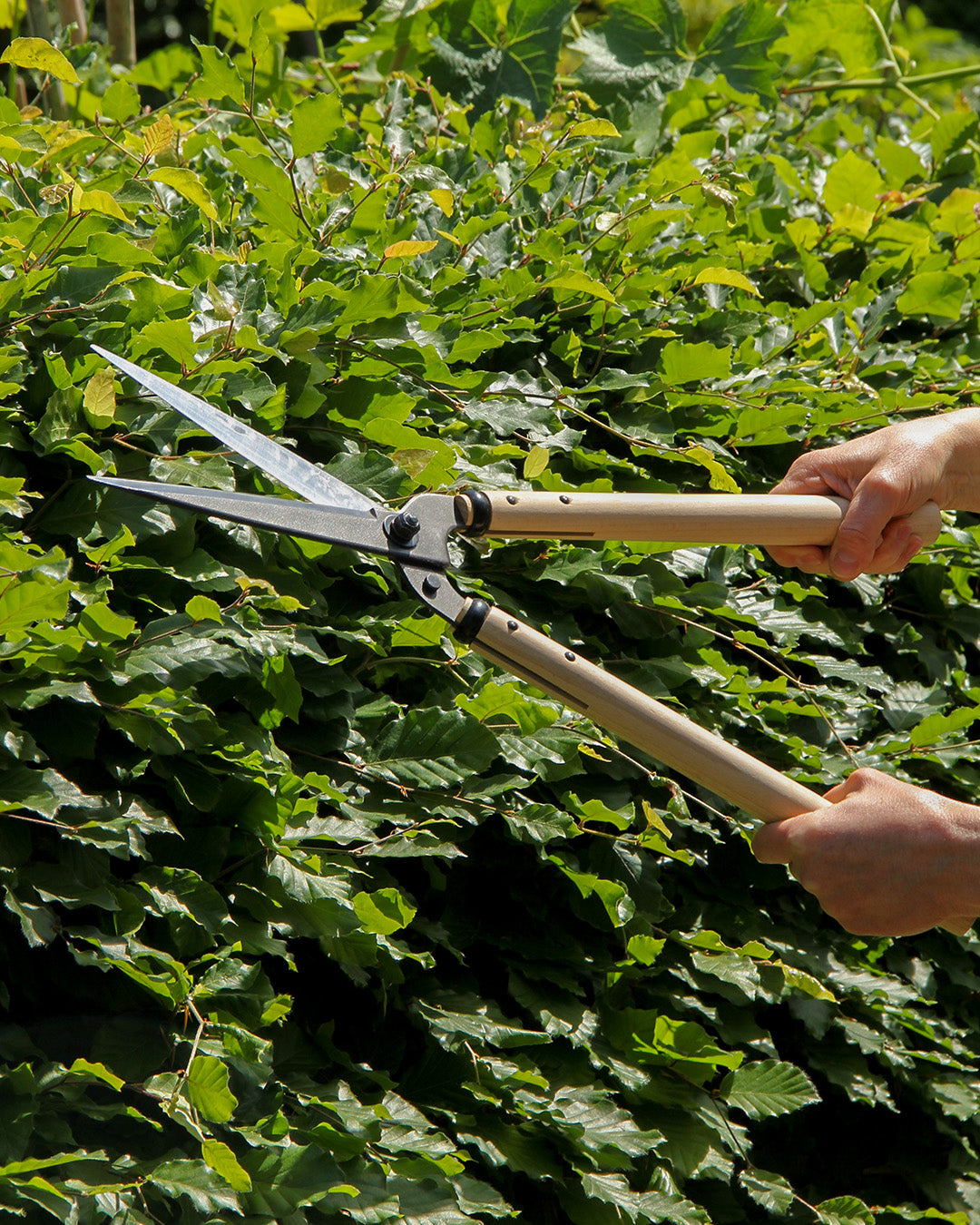 Eine Person schneidet mit beiden Händen grüne Heckenblätter mit der Niwaki | 'Niwaki Gartenschere' Heckenschere, die FSC-zertifizierten Holzgriffe haltend.