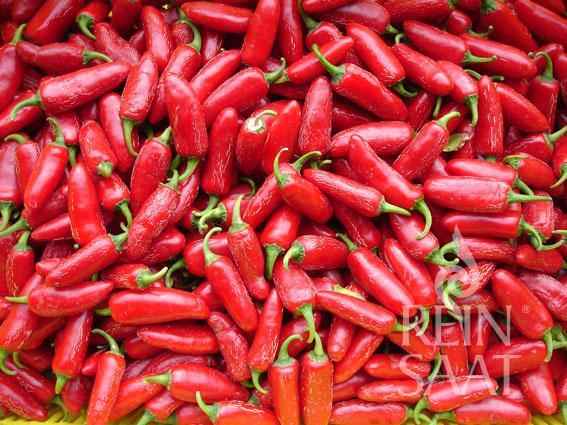 Ein Haufen glänzender, leuchtender 'Jalapeno Ruben' Chilischoten (Capsicum frutescens) mit grünen Stielen füllt das Bild. Das Reinsaat-Logo erscheint in der unteren rechten Ecke. Produkt: ReinSaat | Chili 'Jalapeno Ruben'.