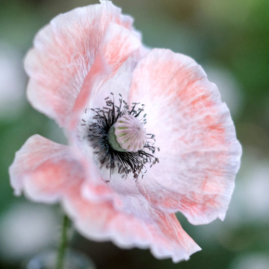 Nahaufnahme von Jora Dahl | Papaver rhoeas 'Mother of Pearl' (Klatschmohn), die die zartrosa, durchscheinenden Blütenblätter und die zentrale Samenschale vor einem unscharfen grünen Hintergrund zeigt.