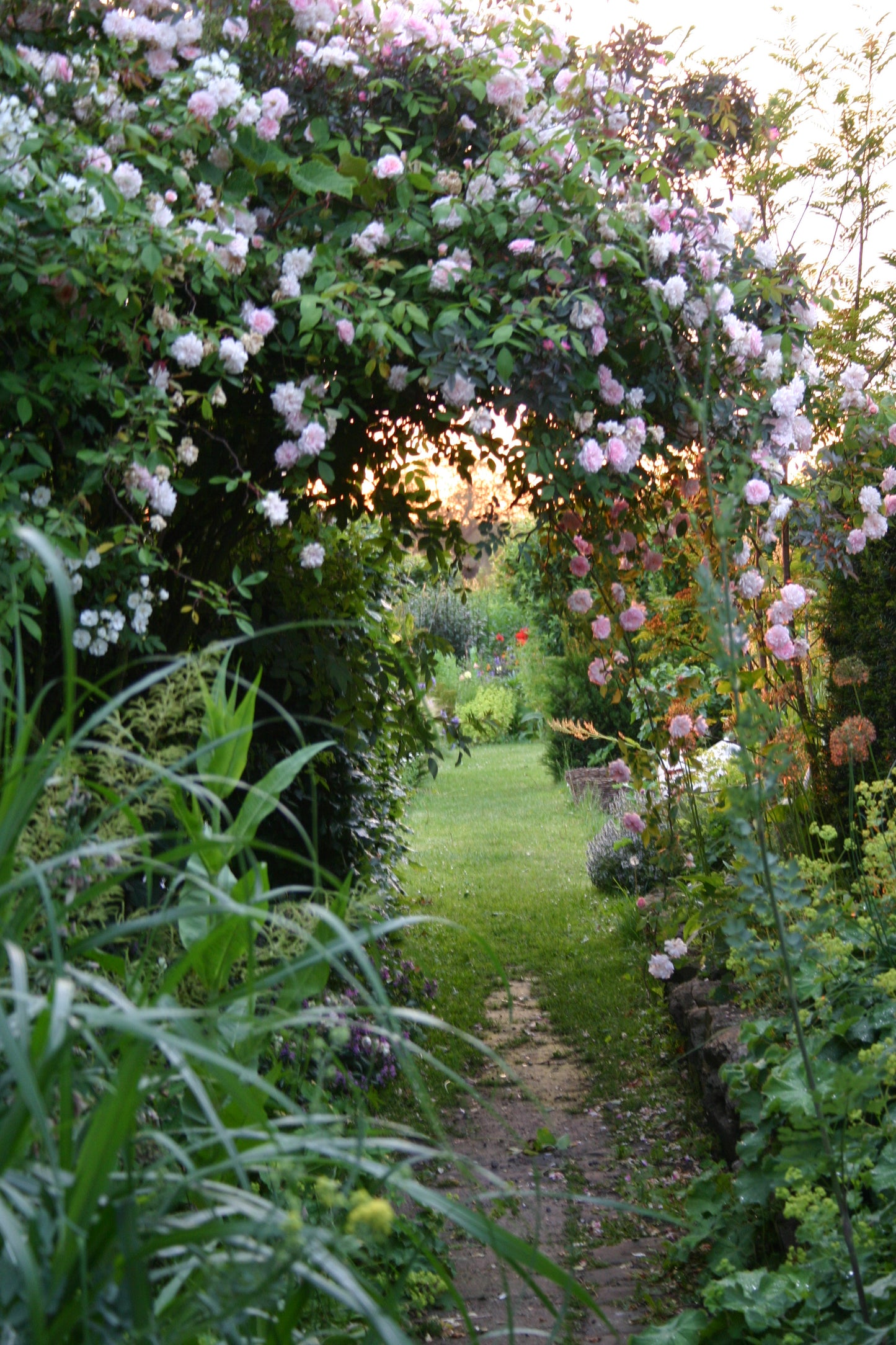 Flanieren Sie auf einem üppig blühenden Weg unter einem Bogen aus rosa Rosen im Duftgarten der Königlichen Gartenakademie - erleben Sie den Zauber der EXKLUSIVEN ABENDLICHTFÜHRUNG Englische Rosenwochen am Fr. 19.06.2026, 18:30-19:30!.